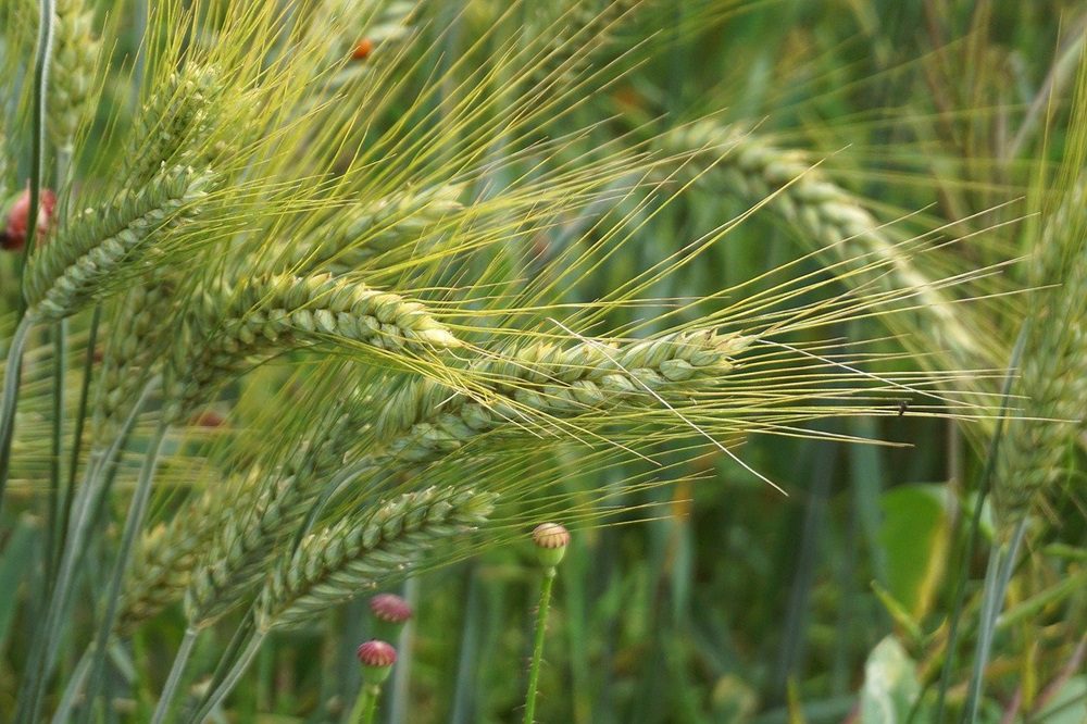 New study warns of rising wheat stem rust threat in East Africa