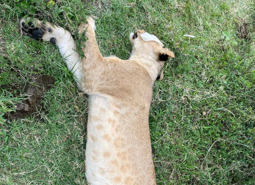 KWS probes suspected lion poisoning in Maasai Mara's Oleisukut Conservancy