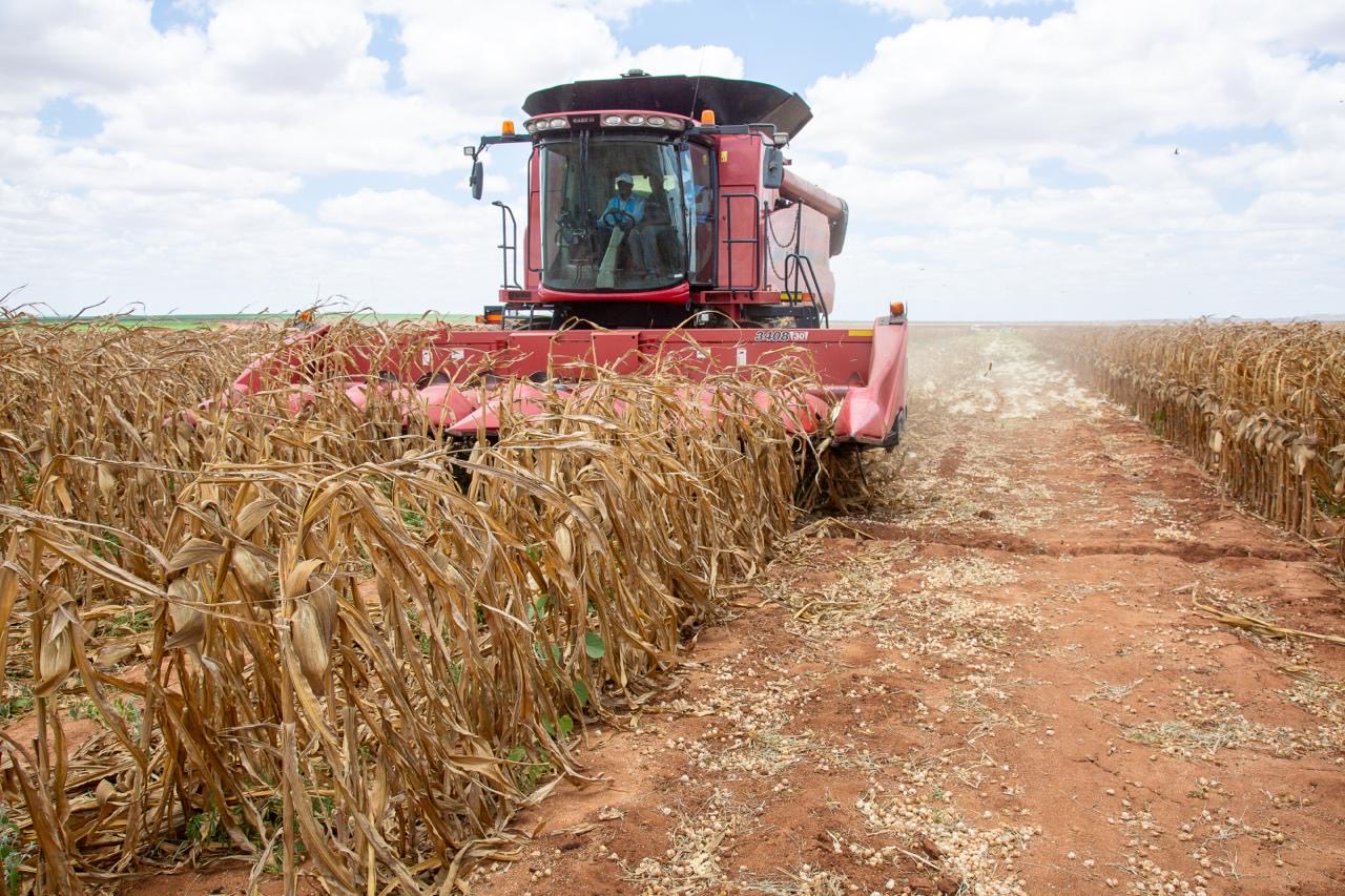 Maize harvesting begins on 330 acres of Galana Kulalu Irrigation Scheme