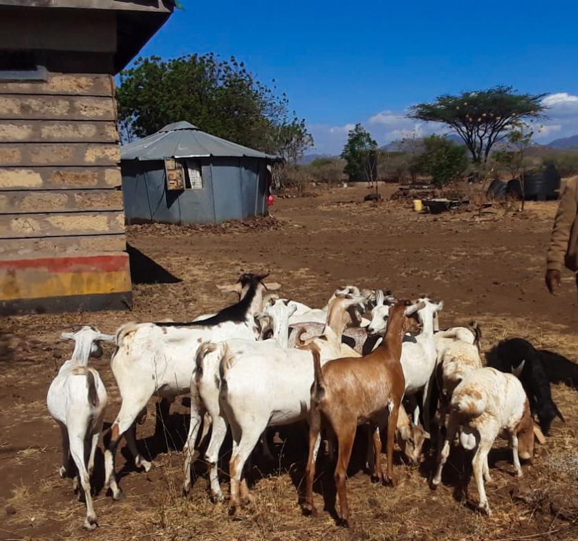 Police recover 19 stolen goats in Meru, intensify crackdown on livestock theft