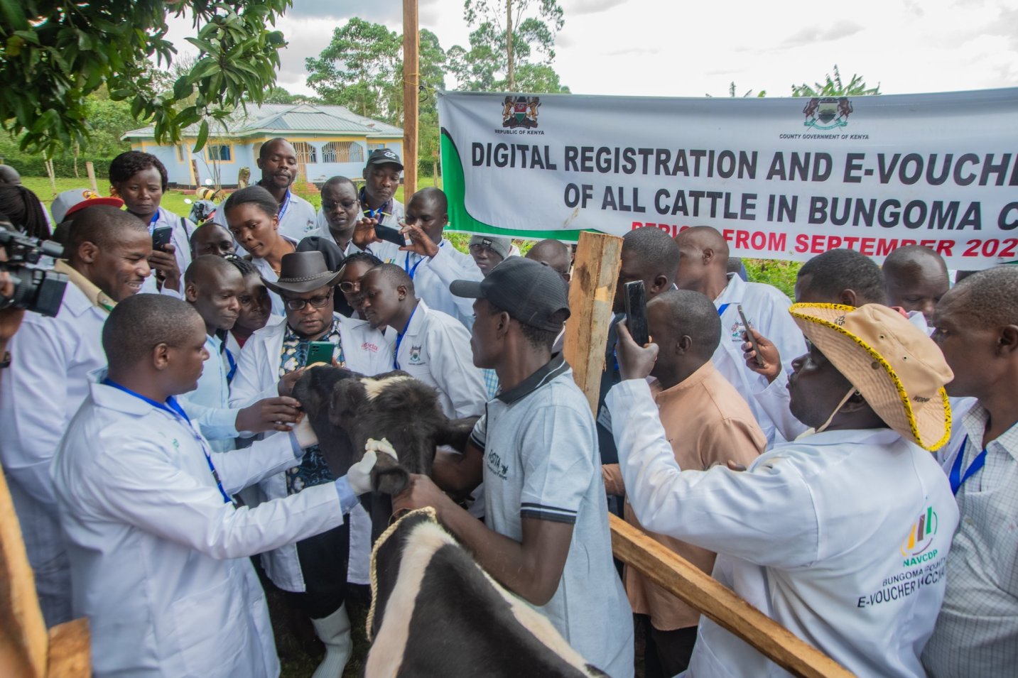 Bungoma County rolls out Sh29.2 million cattle vaccination, identification programme