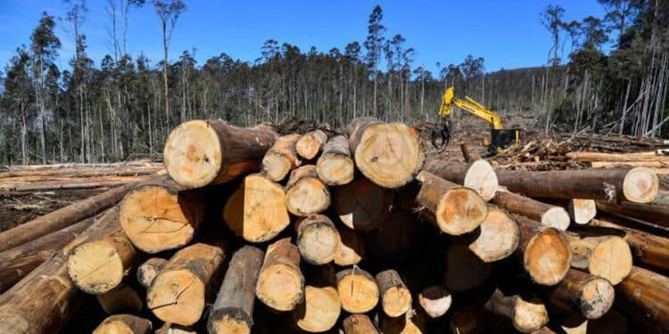 Green Belt Movement, Greenpeace Africa condemn lifting of Mau Forest logging ban