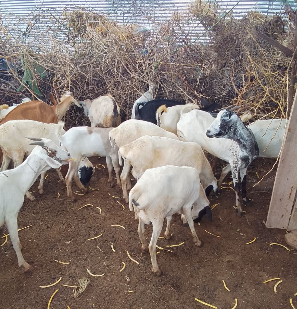 Police recover 21 stolen animals in Isiolo after joint operation
