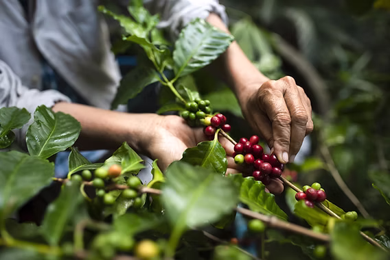 State moves to expand coffee growing into new counties