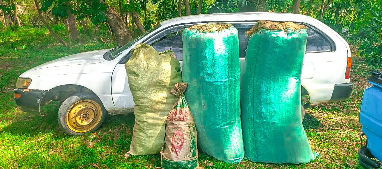 Homa Bay police nab suspect, seize over 1,800 cannabis rolls