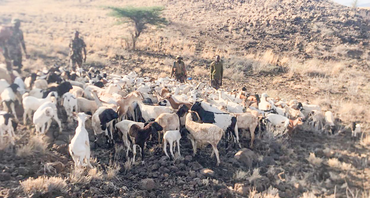 Police recover stolen livestock in Meru as NPS steps up anti-theft patrols