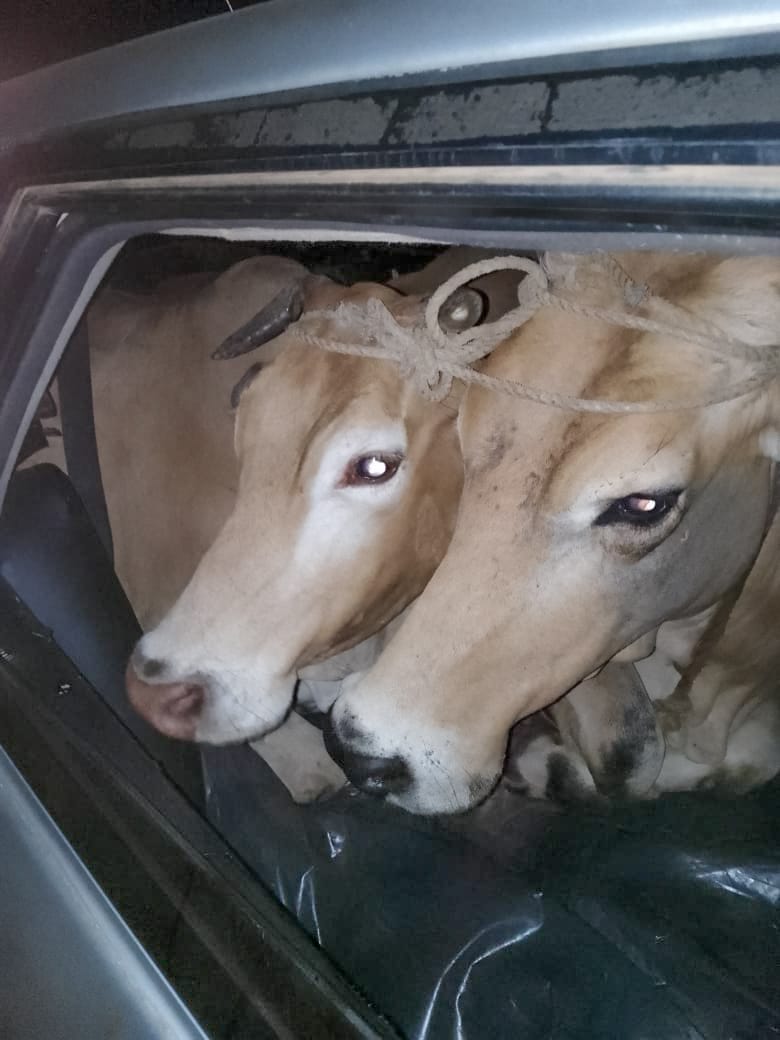 Siaya police intercept vehicle carrying suspected stolen cows
