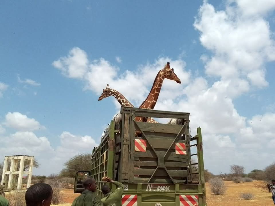 Wajir South MP condemns relocation of Somali giraffes by KWS