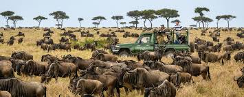 KWS denies claims Ritz-Carlton Safari Camp blocking wildebeest migration