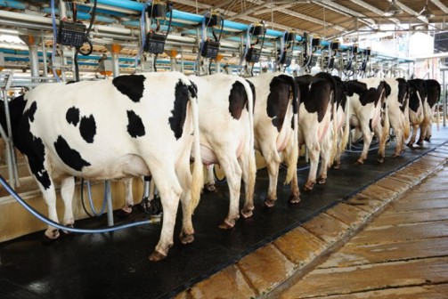 Kenya’s formal milk deliveries hit eight-month record