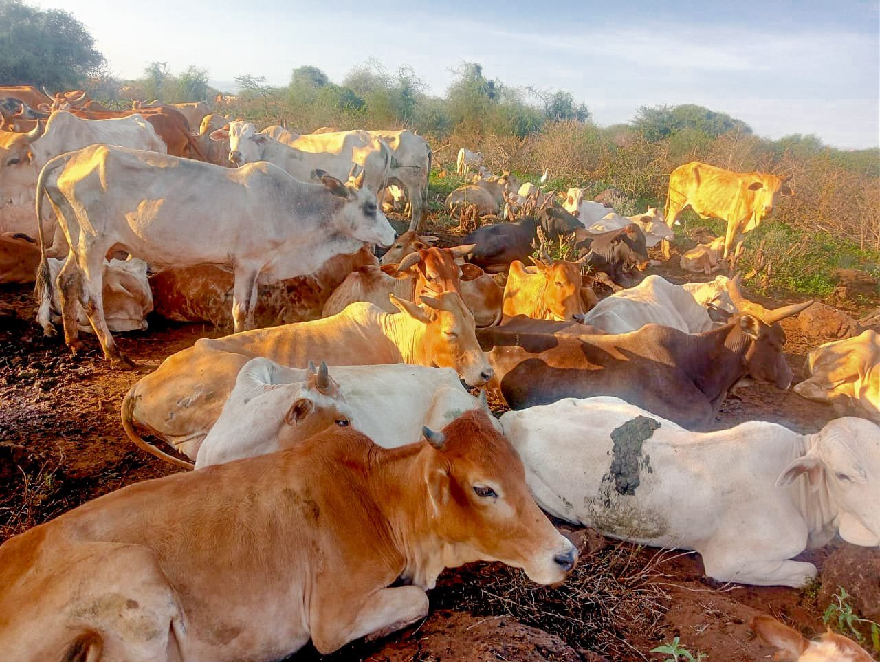 Police recover 204 stolen cattle after night raid in Meru County
