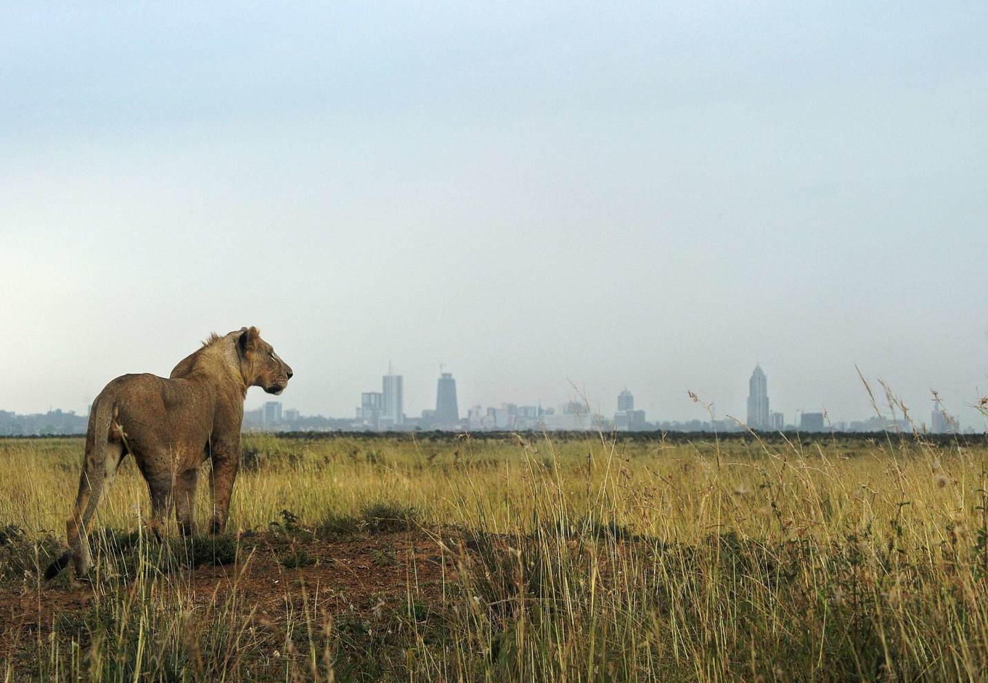 KWS guides stray Nairobi Park lionesses back, says no public threat