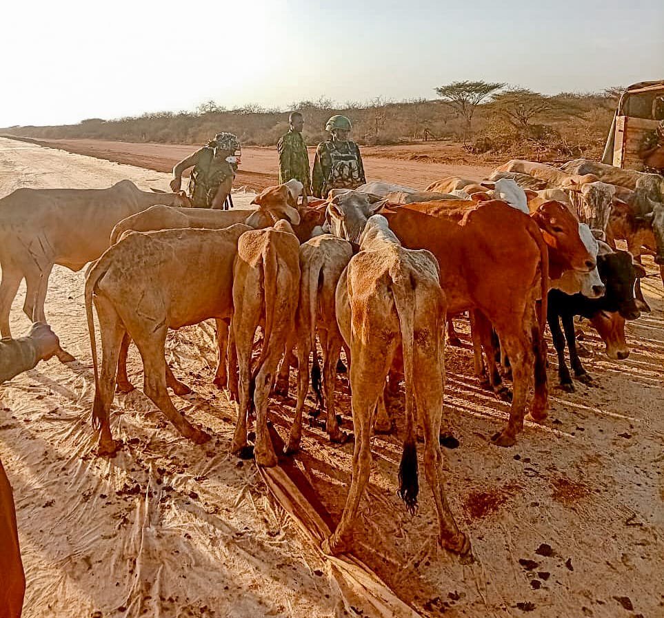 Stolen livestock recovered in Isiolo after multi-agency security operation