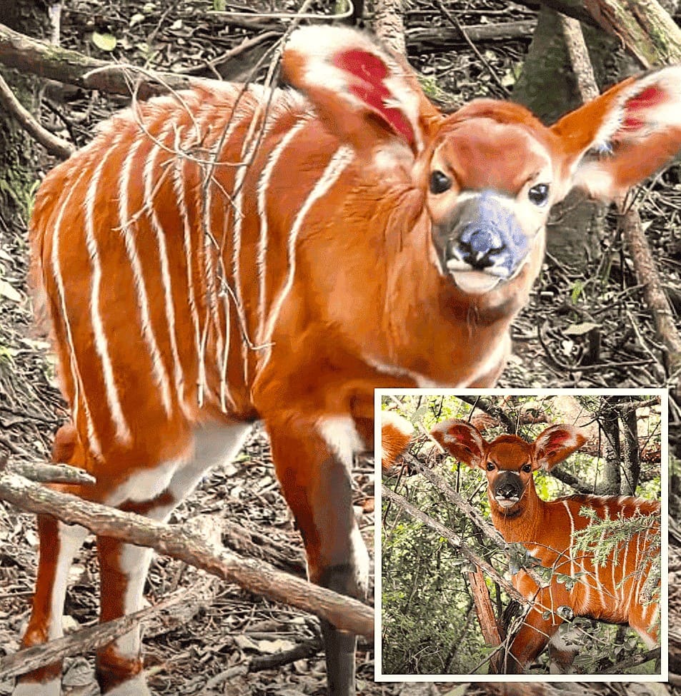 Hope for endangered species as 100th mountain bongo is born in Kenya