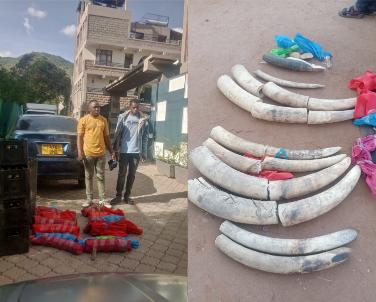 Two arrested with Sh11 million worth of elephant tusks in Namanga