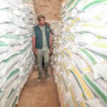 Kenya’s maize imports jump 51% after duty-free yellow maize policy