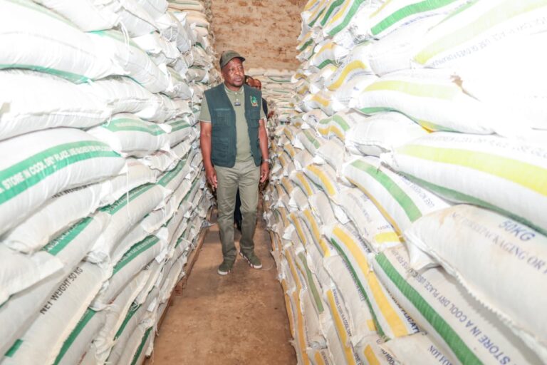 Kenya’s maize imports jump 51% after duty-free yellow maize policy