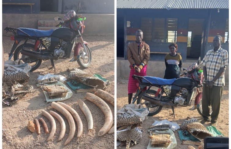 KWS arrests three suspects in Turkana with 42kg of elephant ivory