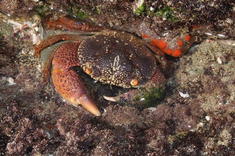 Food influencer Emma Amit dies after eating toxic crab for stunt