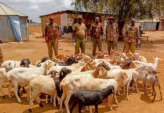 Police recover 50 stolen goats after armed raid in Samburu County