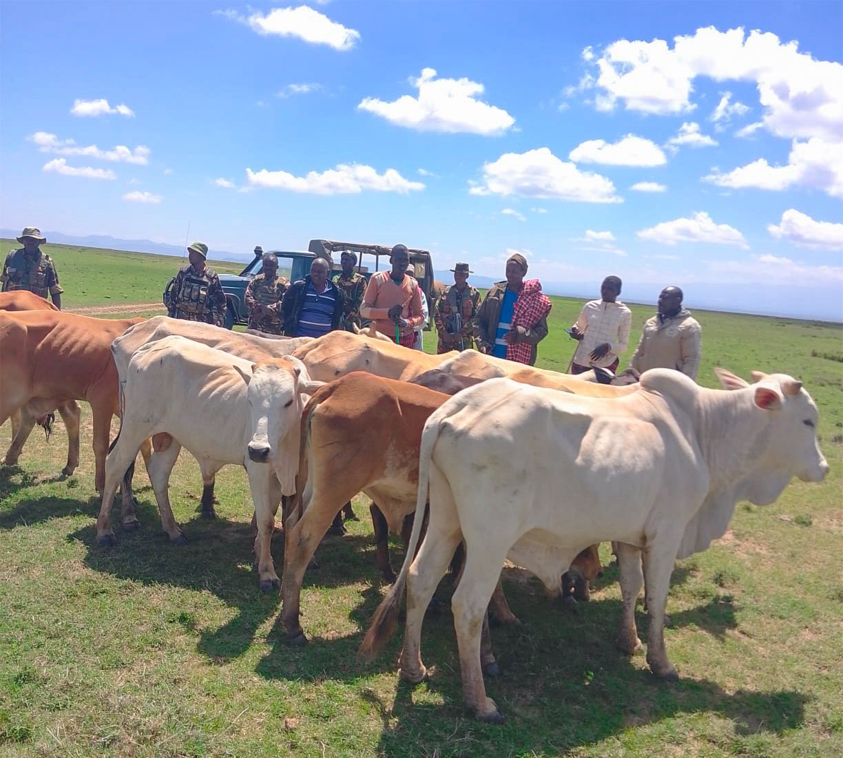 Security team recovers 13 stolen cows in Laikipia after multiagency operation