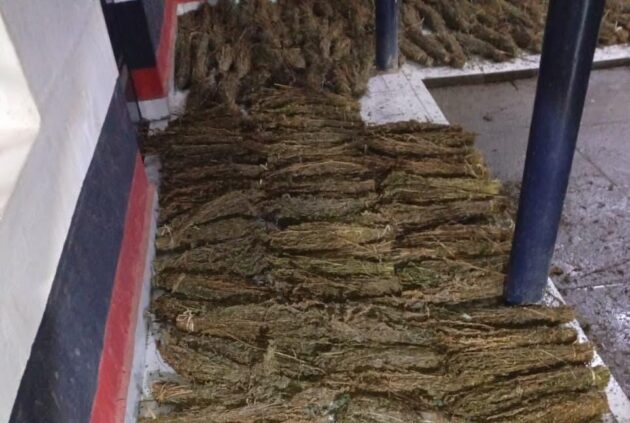 NACADA, police intercept Sh1m cannabis haul in Molo operation