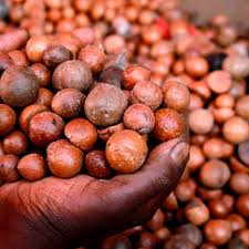 Kenya targets India to diversify macadamia exports