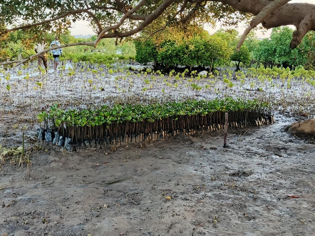 KFS defends Mirarani mangrove restoration, cites science-led approach