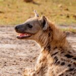 KWS urges residents to stay alert after hyena spotted in Syokimau area
