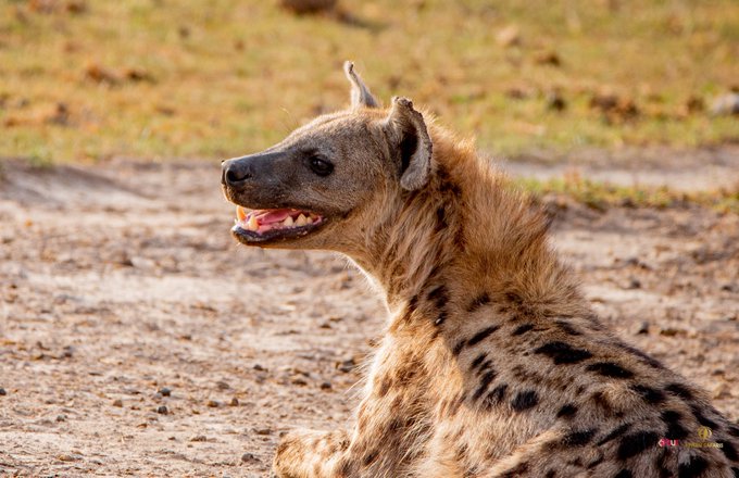 KWS warns Thika residents against eating hyena meat after fleeing with carcass