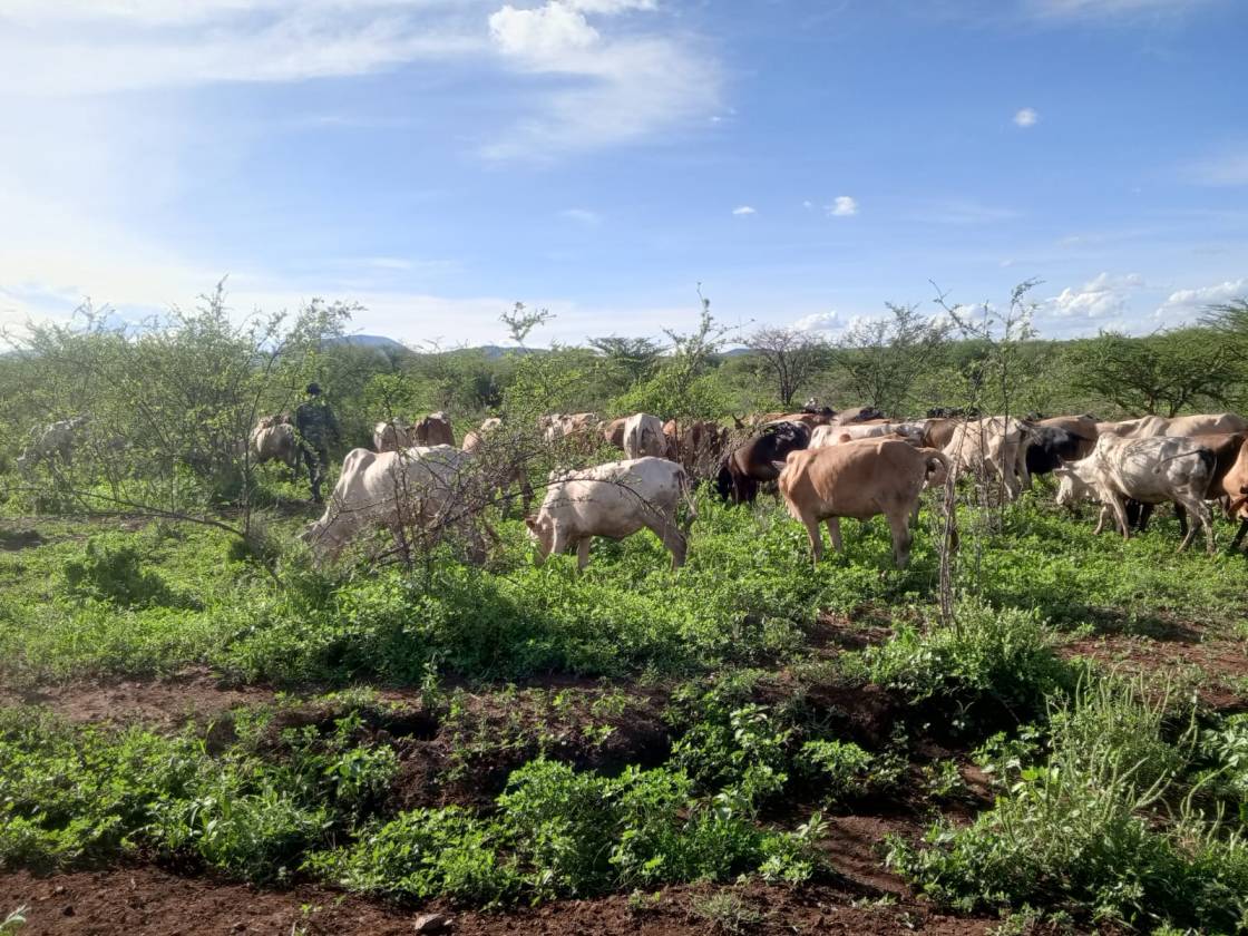 Security forces recover 72 cattle after bandit raid at Meru's Kubicera area