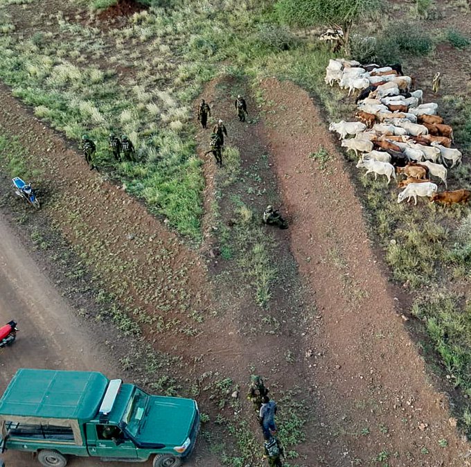 Police recover 77 stolen cows in Meru after public tip-off
