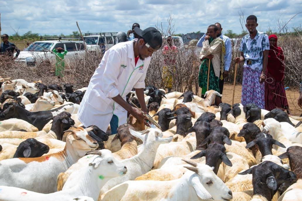 Garissa, DRC roll out livestock health vaccination campaign in Dadaab