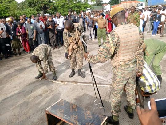 Namanga border shock as bus crew arrested after live snake found in cargo