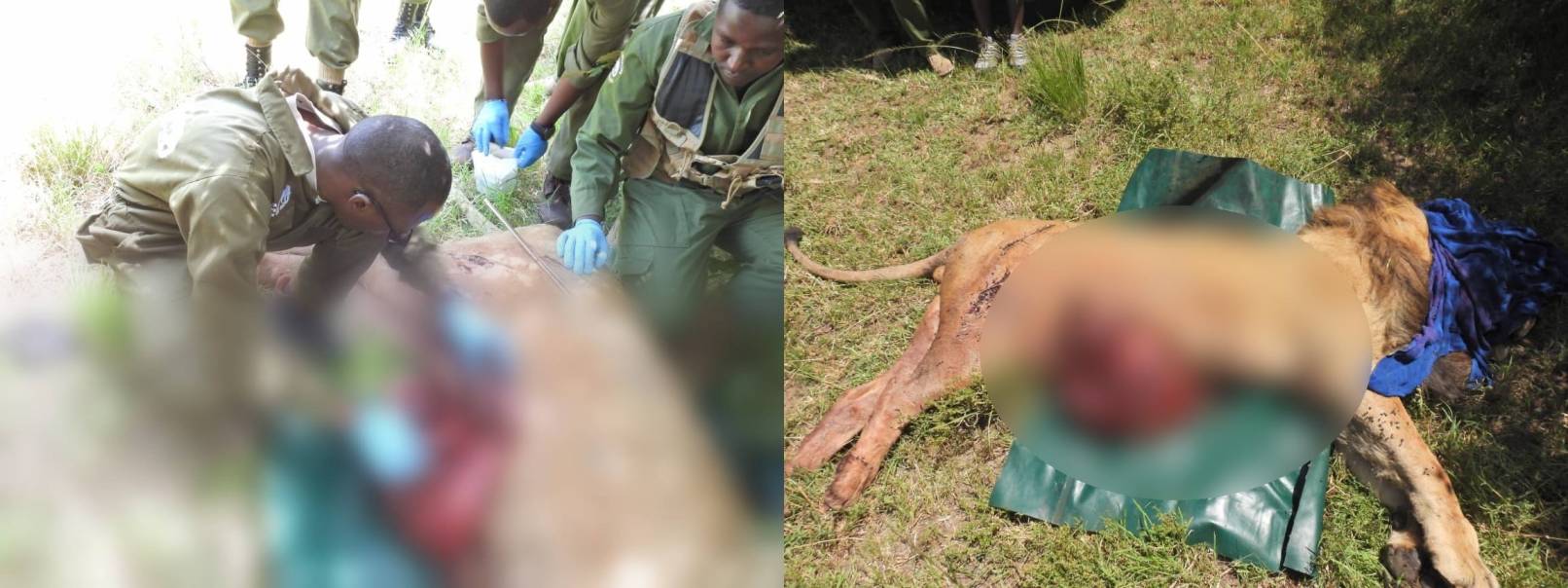 KWS confirms Maasai Mara lion Kiminati killed in hippo encounter