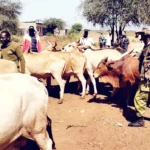 Security officers foil livestock theft, recover 24 animals in Isiolo operation