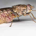 MPs question future of tsetse fly eradication as budget drops to Sh15 million