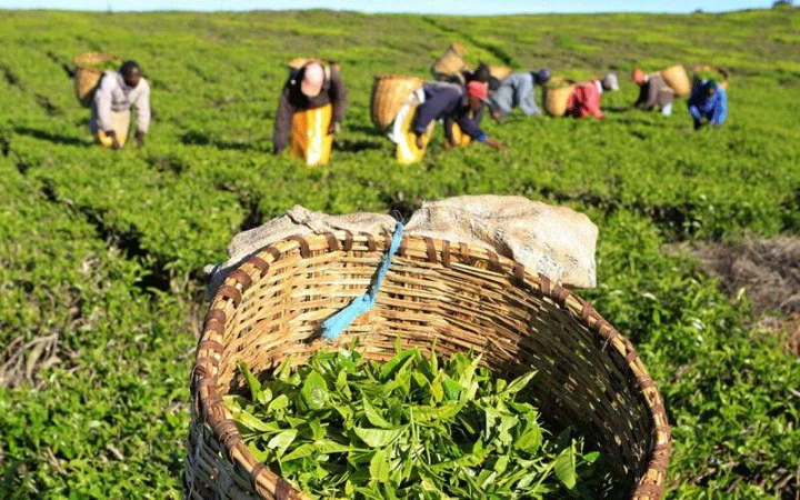 Sh10bn tea plan targets better earnings for smallholder farmers