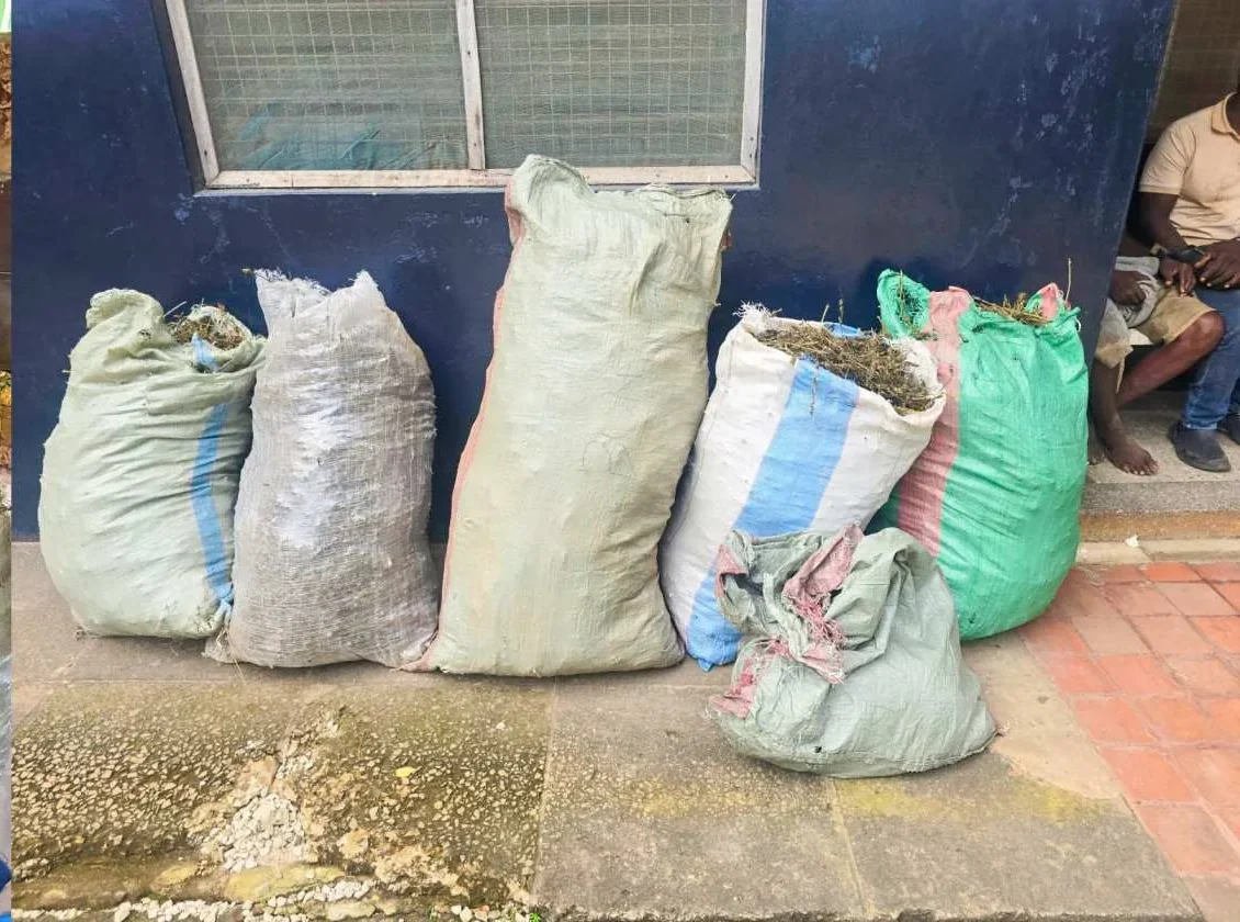 Police seize 200kg of cannabis worth Sh6 million in Malindi raid, two arrested