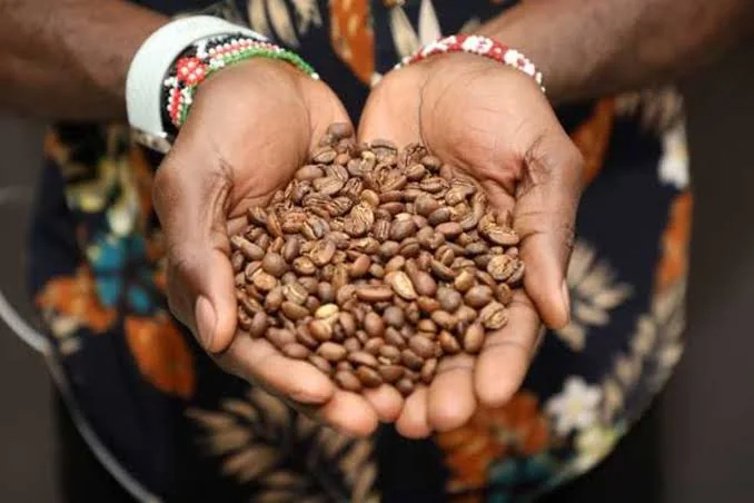 US appetite for Kenyan coffee doubles export earnings to Sh5.27 billion