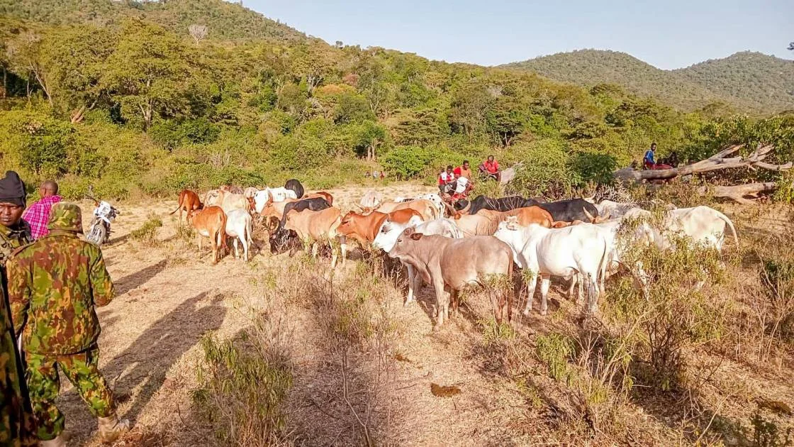 Laikipia police recover 80 stolen livestock after foiling suspected bandit raid