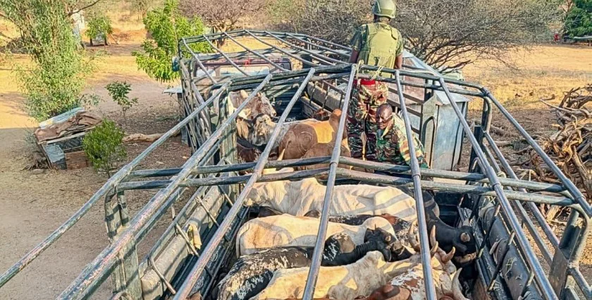 Police recover 45 stolen cattle in Turkana after bandit attack