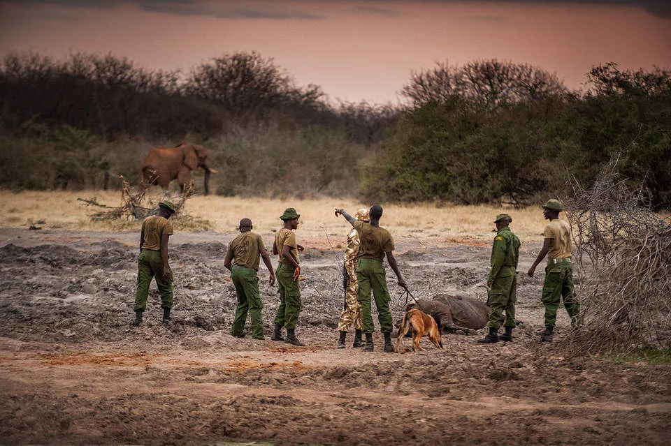 Sh3.2 billion raised to improve welfare of Africa’s wildlife rangers