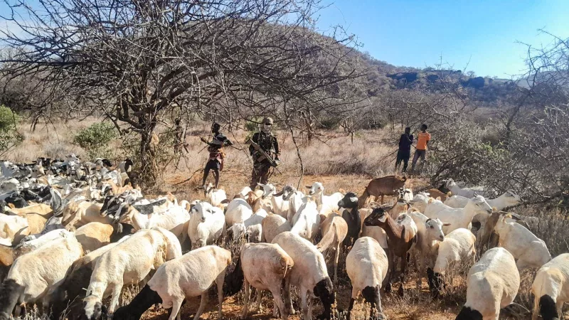 500 livestock returned to Isiolo herders after bandit attack