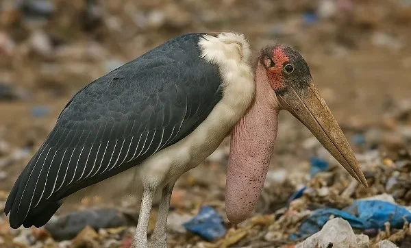 KNH defends tree felling after outcry over marabou storks' habitat