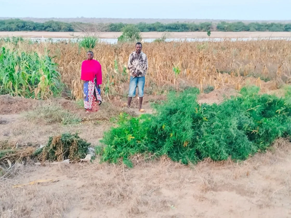 Two arrested as police recover Sh1.55 million cannabis haul in Kilifi raid
