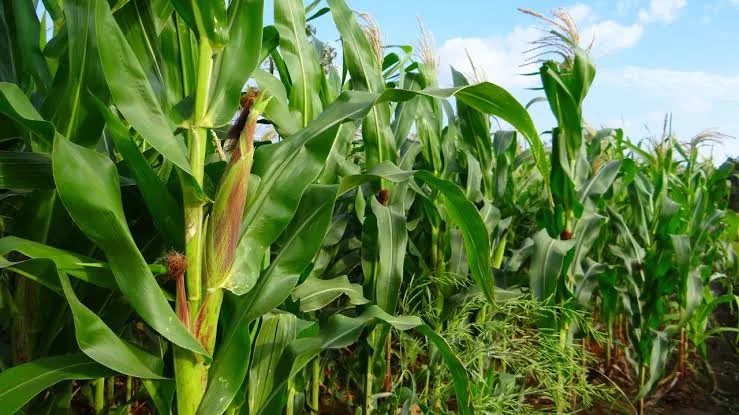 CS Kagwe: Kenya may turn to COMESA as maize output falls