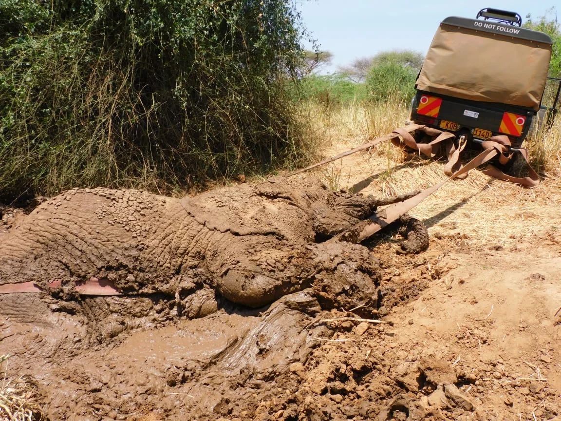 Elephant rescued after 24 hours trapped in Isiolo mud pit