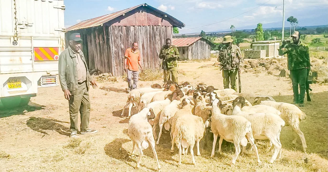 Police recover 36 stolen sheep in Laikipia as suspect flees