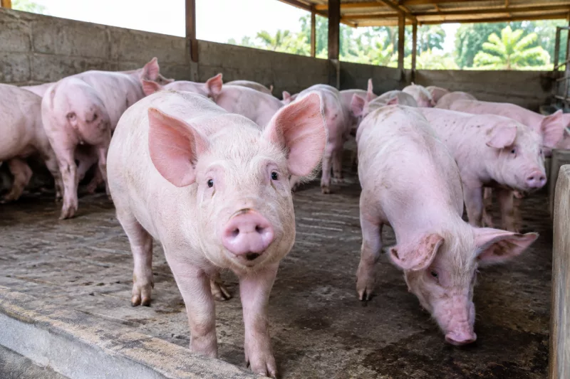 African Swine Fever kills 1,470 pigs in Kiambu as six counties report cases